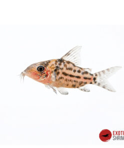 CORYDORAS PUNCTATUS