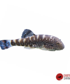 GASTROMYZON OCELLATUS