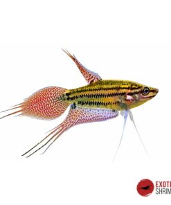 GOURAMI CROADOR - Trichopsis Vittatus