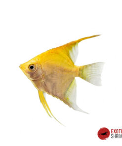 ESCALAR GOLD 3-3.5cm