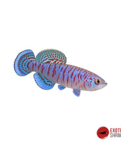 Nothobranchius Capriviensis Salambala - PAREJA