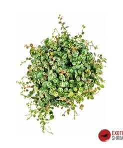 PEPEROMIA PROSTRATA IN-VITRO