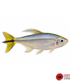 TETRA AMARILLO DEL CONGO - Alestopetersius Caudalis