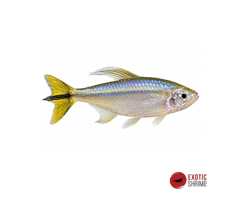 TETRA AMARILLO DEL CONGO - Alestopetersius Caudalis