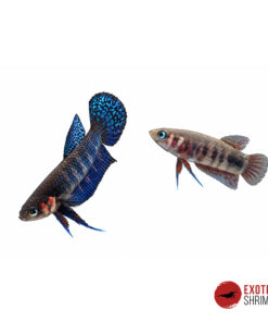 BETTA HENDRA - PAREJA