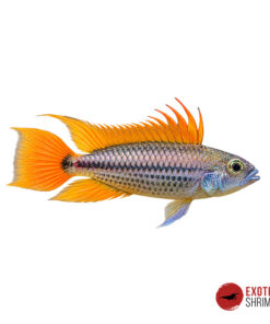 APISTOGRAMMA CACATUOIDES ORANGE