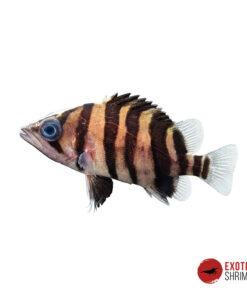 PEZ TIGRE SIAMÉS - DATNIOIDES MICROLEPIS 5-6CM
