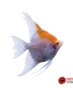 ESCALAR RED HEAD ALBINO 4-5cm
