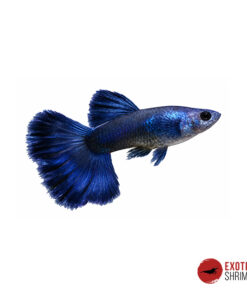 GUPPY BLUE MOSCOW - PAREJA