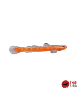 STIPHODON SURUFFUS